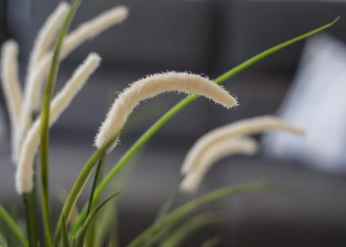 公寓 Barca 科斯塔卡玛